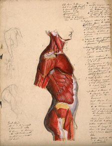 Dissection of the trunk: side view, showing the bones and muscles, with small pencil..., 1800-1899. Creator: Unknown.
