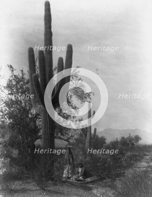 The saguaro harvest-Pima, c1907. Creator: Edward Sheriff Curtis.