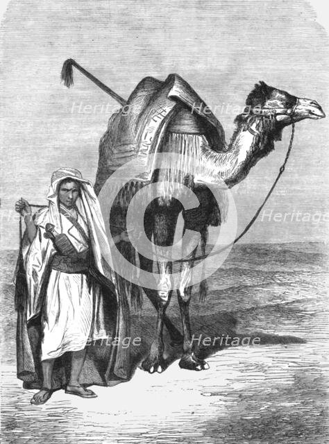 'Camel Driver; The Red Sea', 1875. Creator: Unknown.