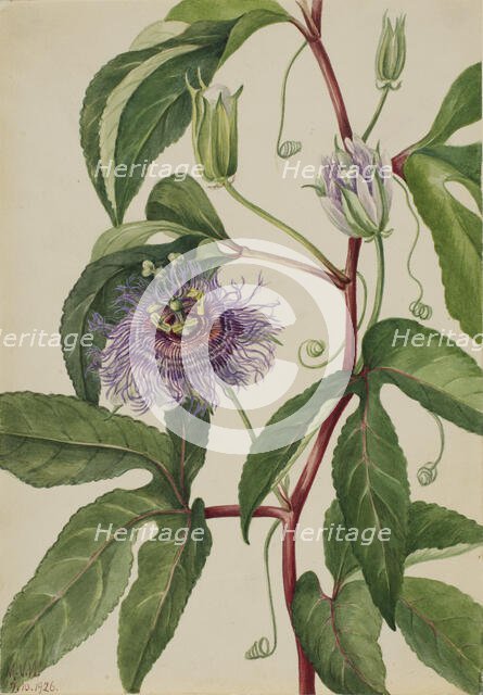 Maypop (Passiflora incarnata), 1926. Creator: Mary Vaux Walcott.