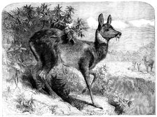 The musk deer, 1862.  Creator: Pearson.