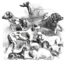 National Exhibition of Dogs at Birmingham, 1860. Creator: Harrison Weir.
