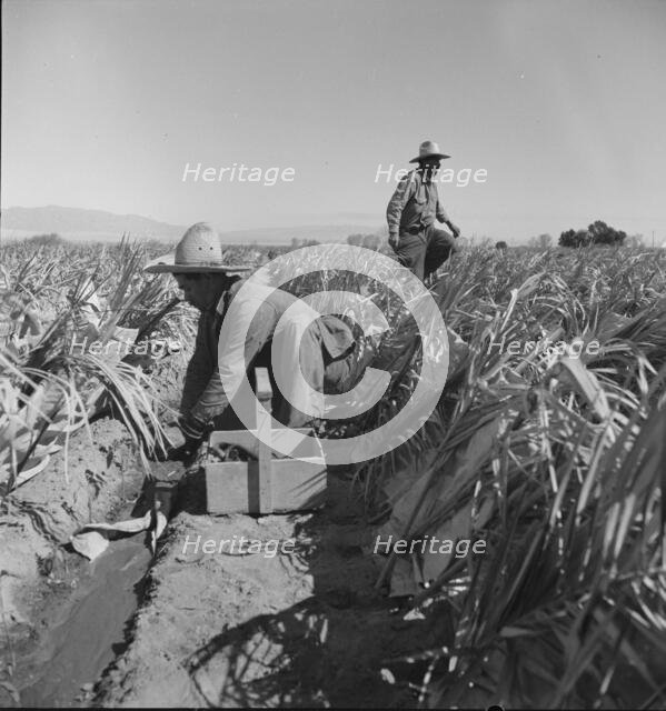 Replanting chili plants on a Japanese-owned ranch, desert agriculture, Imperial Valley, CA, 1937. Creator: Dorothea Lange.