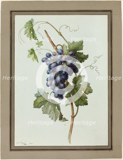 Study of a Bunch of Grapes, 1790/1810. Creator: Madame Peigne.