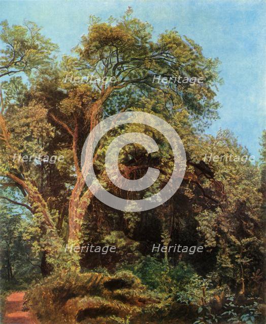 'Tree in the Park', mid 19th century, (1965). Creator: Aleksandr Ivanov.