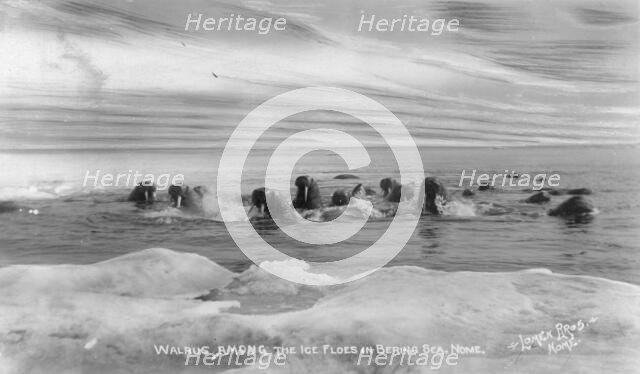 Walrus[es] among the ice floes in Bering Sea, between c1900 and c1930. Creator: Lomen Brothers.
