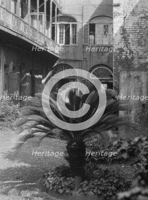 Courtyard, New Orleans, between 1920 and 1926. Creator: Arnold Genthe.