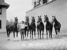 Horse Shows - Mclean Horses, 1912. Creator: Harris & Ewing.