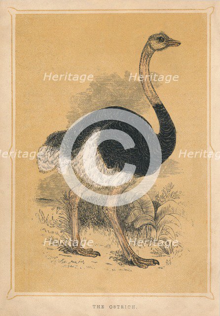 'The Ostrich', (Struthio camelus), c1850, (1856). Artist: Unknown.
