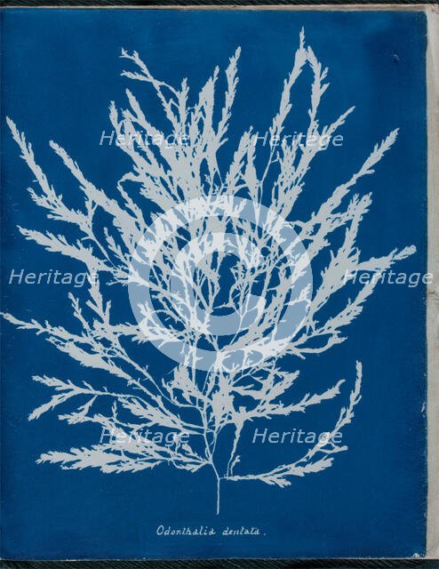 Odonthalia dentata, 1843 or 1844. Creator: Anna Atkins.