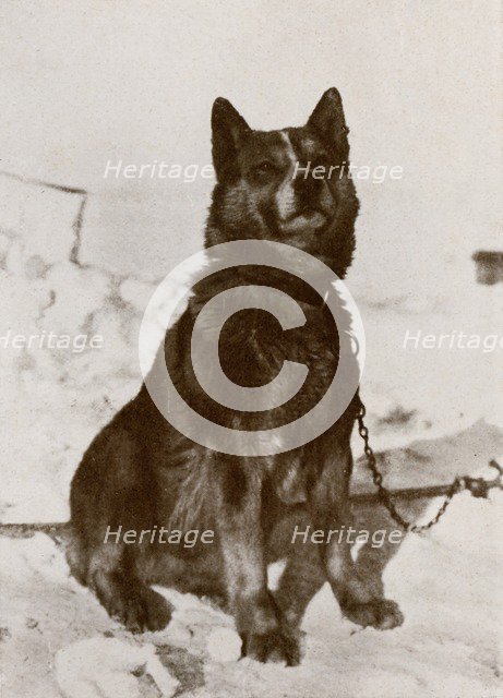 ''Krisravitsa', c1910–1913, (1913). Artist: Herbert Ponting.