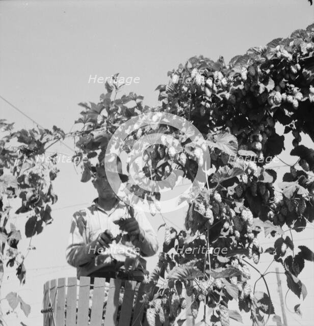 Hop vine and hop picker, Near Independence, Polk County, Oregon, 1939. Creator: Dorothea Lange.