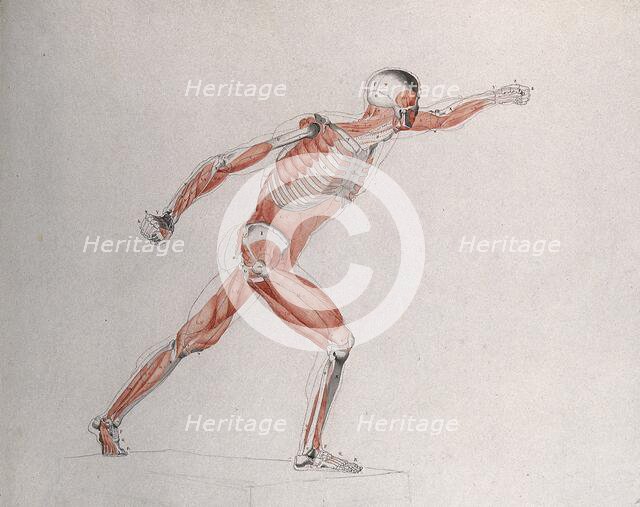 Skeletal and myologic structure of the 'Borghese Gladiator' statue: the figure is..., (1833?). Creator: Johann Conrad Zeller.