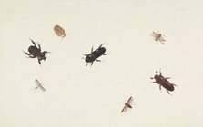 Study of Beetles and Moths, about 1695-1705. Creator: Herman Henstenburgh.