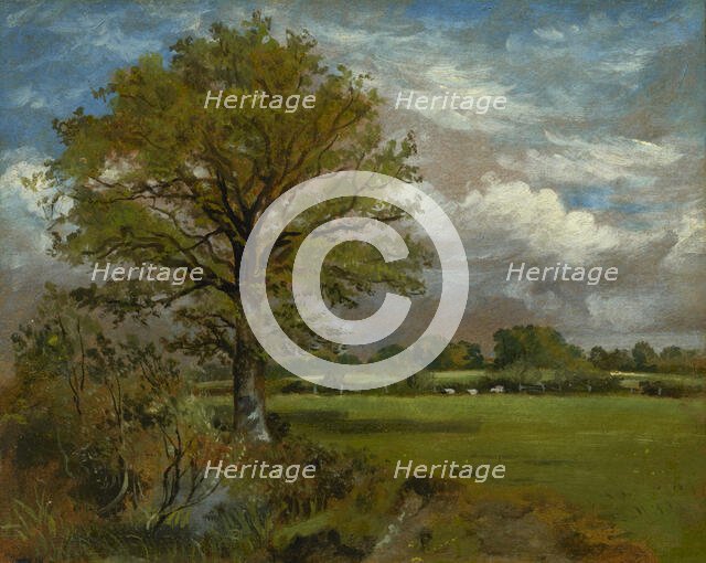 Tree In A Meadow, c1850. Creator: Lionel Constable.