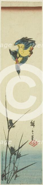 Kingfisher and reeds, c. 1840. Creator: Ando Hiroshige.