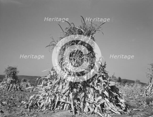 Field of corn in shock on farm of FSA borrower, Sunset Valley, Malheur County, Oregon, 1939. Creator: Dorothea Lange.