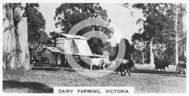 Dairy farming, Victoria, Australia, 1928. Artist: Unknown