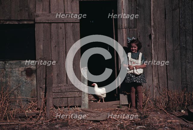 Girl next to barn with chicken, between 1941 and 1942. Creator: Unknown.