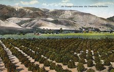 'An Orange Grove near the Foothills, California', 1915. Artist: Unknown