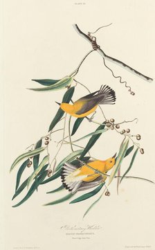 Prothonotary Warbler, 1827. Creator: William Home Lizars.