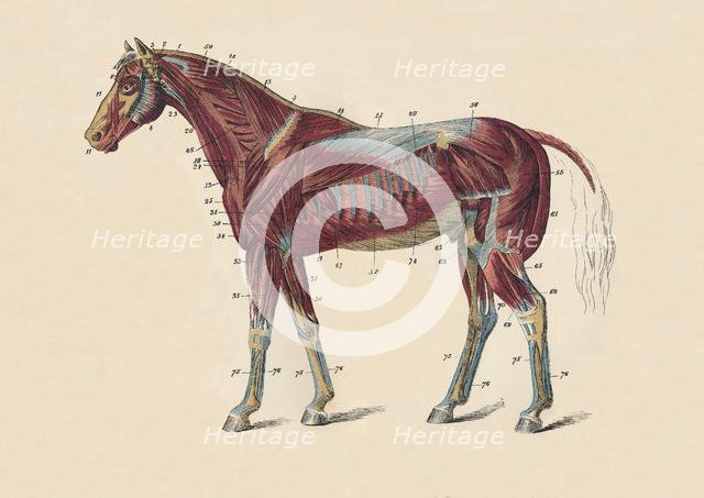 'External Muscles and Tendons of the Horse's Body', c1879. Creator: Unknown.