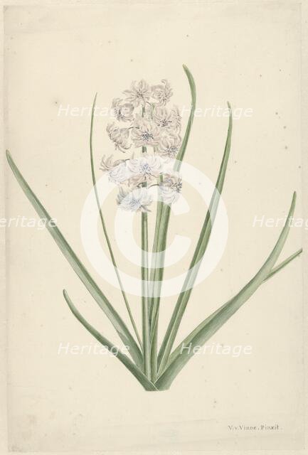 White-light blue hyacinth, 1746-1811. Creator: Vincent Jansz. van der Vinne.