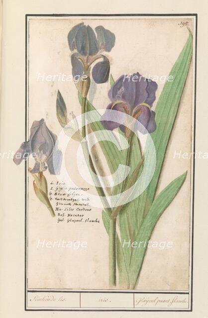 Purple iris (Iris germanica), 1596-1610. Creators: Anselmus de Boodt, Elias Verhulst.