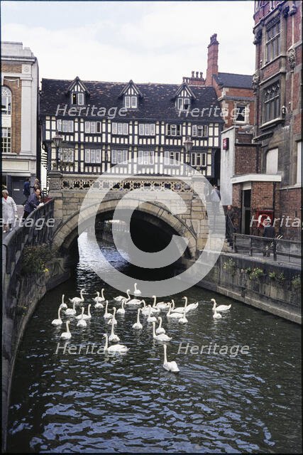 Swans on the River Witham in front of High Bridge seen from the east, Lincoln, Lincolnshire, 1976. Creator: Dorothy Chapman.