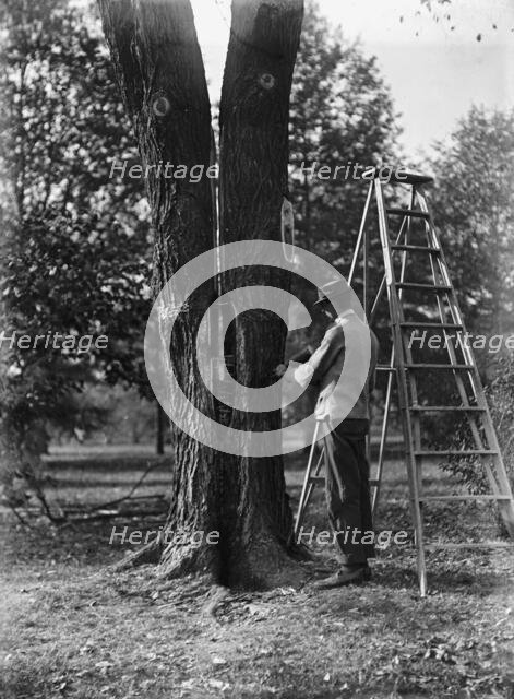 District of Columbia Parks - Tree Surgery, 1911. Creator: Harris & Ewing.
