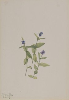 Veronica wormskjoldii, 1917. Creator: Mary Vaux Walcott.