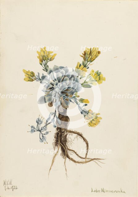 Double Bladderpod (Physaria didymocarpa), 1920. Creator: Mary Vaux Walcott.