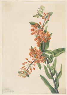 Butterfly Weed (Ascelpias tuberosa), 1919. Creator: Mary Vaux Walcott.