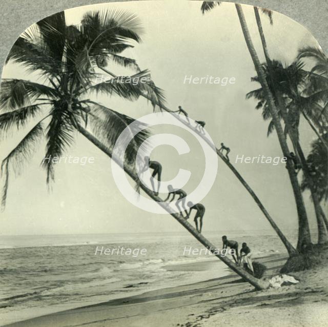 'Natives Climbing Palm Trees Overhanging an Orient Sea, Island of Ceylon', c1930s. Creator: Unknown.