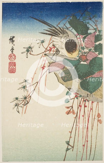 Sparrow on a hanging planter, n.d. Creator: Ando Hiroshige.