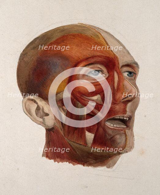 An écorché head of a man: three-quarter view, showing the right-hand side of the head..., 1833. Creator: Johann Conrad Zeller.