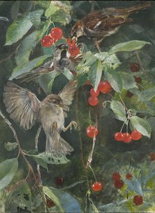 Sparrows in a Cherry Tree. Five studies in one frame, NM 2223-2227, 1885. Creator: Bruno Liljefors.