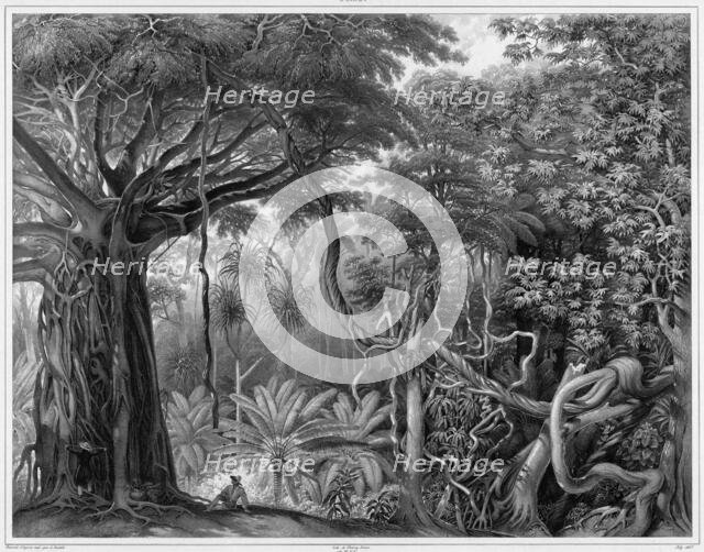 View Taken in the Forests of Guam Island, Mariana Islands, 19th century. Creators: Alexander Postels, Alexis Victor Joly.