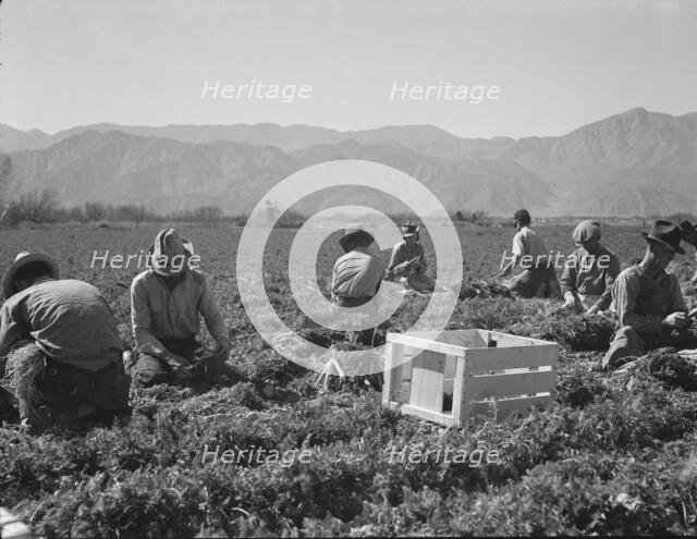 Carrot pullers from Texas, Oklahoma, Missouri, Arkansas and Mexico in California, 1937. Creator: Dorothea Lange.