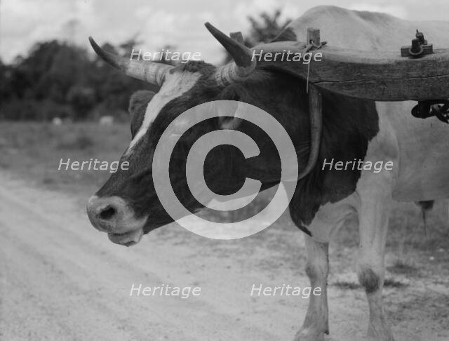 Ox team used to haul pulpwood, Mississippi, 1937. Creator: Dorothea Lange.