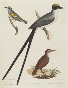 Fork-tailed Flycatcher, Rocky Mountain Anteater, and Female Golden-winged Warbler. Creator: Alexander Lawson.