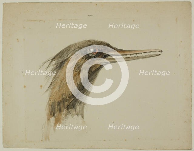Merganser, February 29, 1890. Creator: John Ruskin.