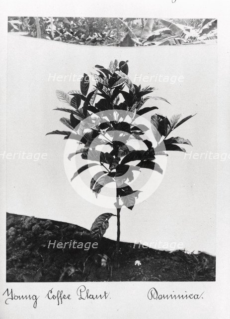 A young coffee plant, Dominica, 1897. Artist: Unknown