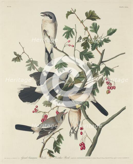 Great American Shrike or Butcher Bird, 1834. Creator: Robert Havell.