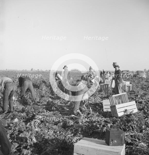 Migratory field worker pulling carrots, Imperial Valley, California, 1939. Creator: Dorothea Lange.
