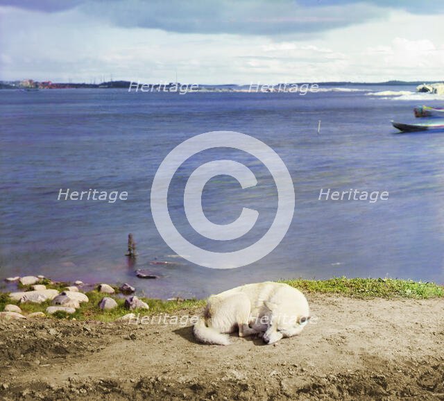 Studies on Lindozero (laika [dog breed]), 1915. Creator: Sergey Mikhaylovich Prokudin-Gorsky.