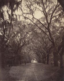 Bonaventure Cemetery, Four Miles from Savannah, 1866. Creator: George N. Barnard.