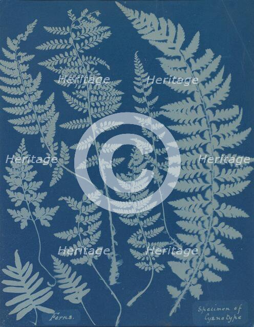 Ferns. Specimen of Cyanotype, 1840s. Creator: Anna Atkins.