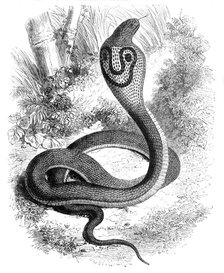 'The Cobra Di Capello', c1891. Creator: James Grant.