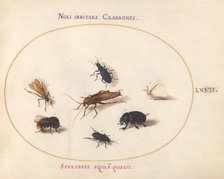 Animalia Rationalia et Insecta (Ignis): Plate LXVII, c. 1575/1580. Creator: Joris Hoefnagel.